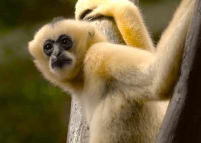 Minnesota Zoo Funding Proposal Video monkey business