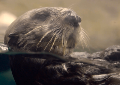 Minnesota Zoo Funding Proposal Video why I otter